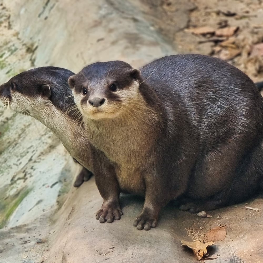 VS-Photograph_20240223_PPL_Vietnam_Otters_002_©WildlifeAtRisk copy-1